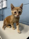 adoptable Cat in evansville, IN named Cletus