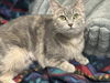 adoptable Cat in evansville, IN named Paris
