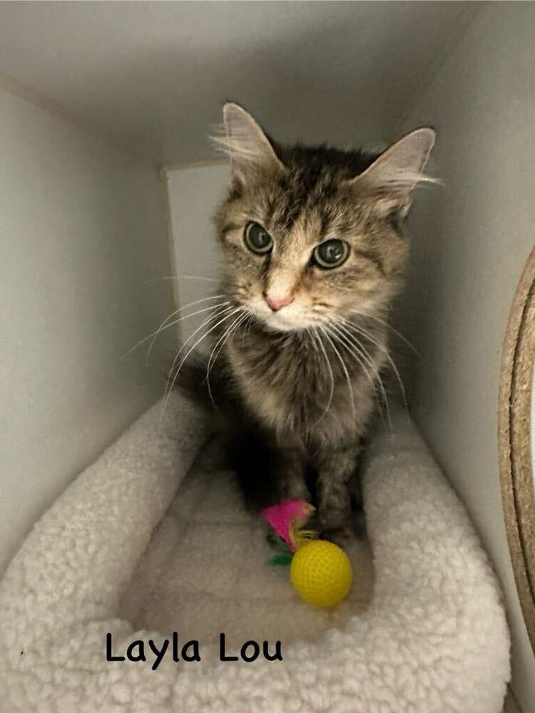 adoptable Cat in Evansville, IN named Layla Lou