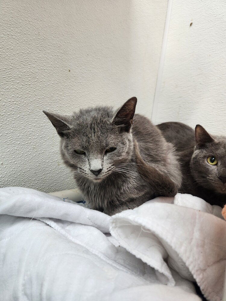 adoptable Cat in Evansville, IN named Brookshire