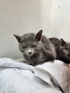 adoptable Cat in evansville, IN named Brookshire