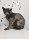 adoptable Cat in evansville, IN named Booker