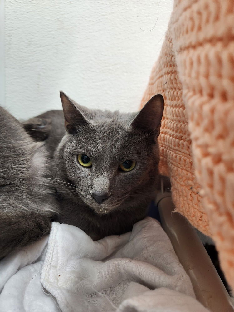 adoptable Cat in Evansville, IN named Austin