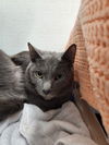 adoptable Cat in evansville, IN named Austin