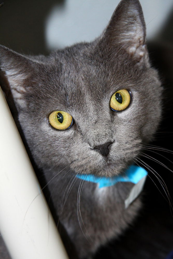 adoptable Cat in Evansville, IN named Merkel