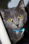 adoptable Cat in , IN named Merkel