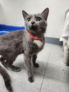 adoptable Cat in , IN named Inez