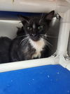 adoptable Cat in , IN named Houston