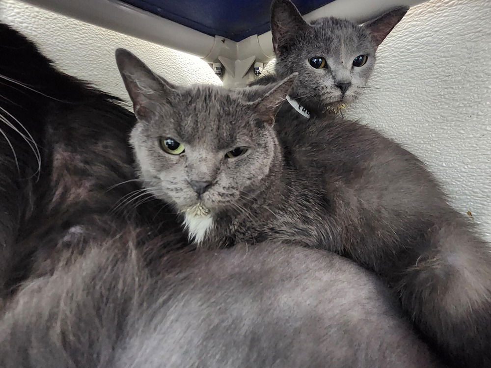 adoptable Cat in Evansville, IN named Sega