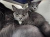 adoptable Cat in evansville, IN named Sega