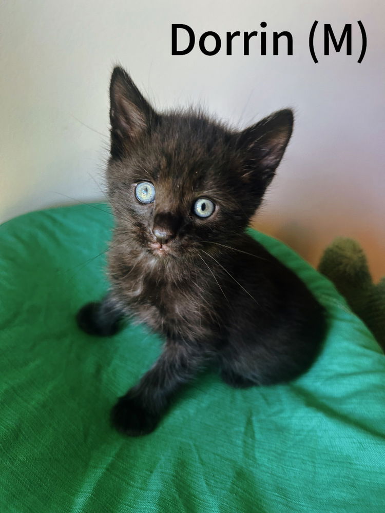 adoptable Cat in Evansville, IN named Dorrin
