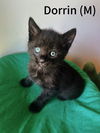 adoptable Cat in evansville, IN named Dorrin