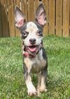 adoptable Dog in , IN named Frisky