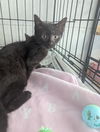 adoptable Cat in , IN named Biggie