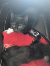 adoptable Cat in , IN named GloRilla