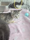 adoptable Cat in evansville, IN named Doechii
