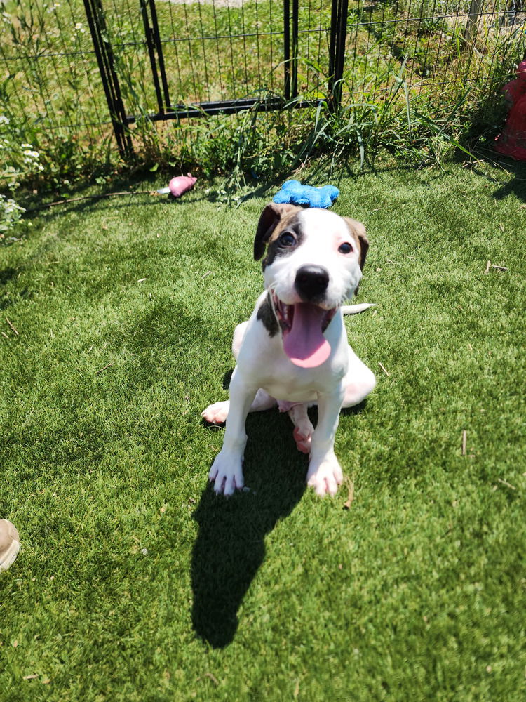 adoptable Dog in Evansville, IN named Chorizo