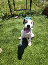 adoptable Dog in evansville, IN named Chorizo