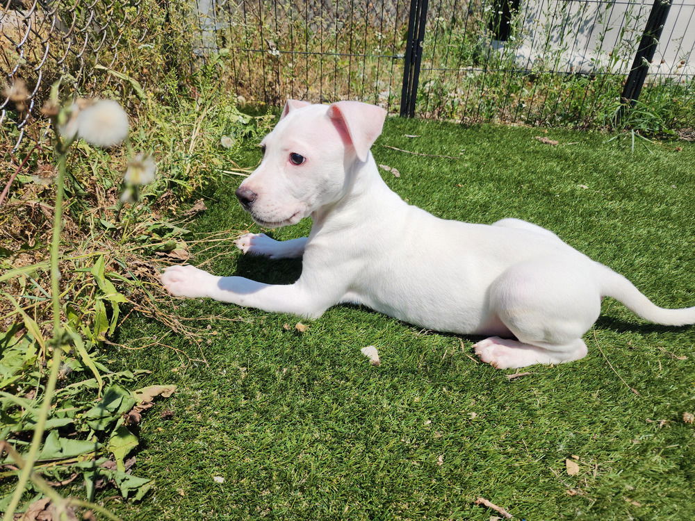 adoptable Dog in Evansville, IN named Italian Sausage