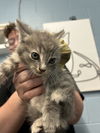 adoptable Cat in , IN named Greg