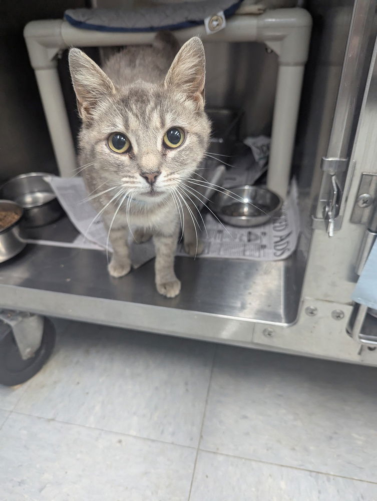 adoptable Cat in Evansville, IN named Lily