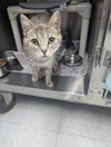 adoptable Cat in , IN named Lily