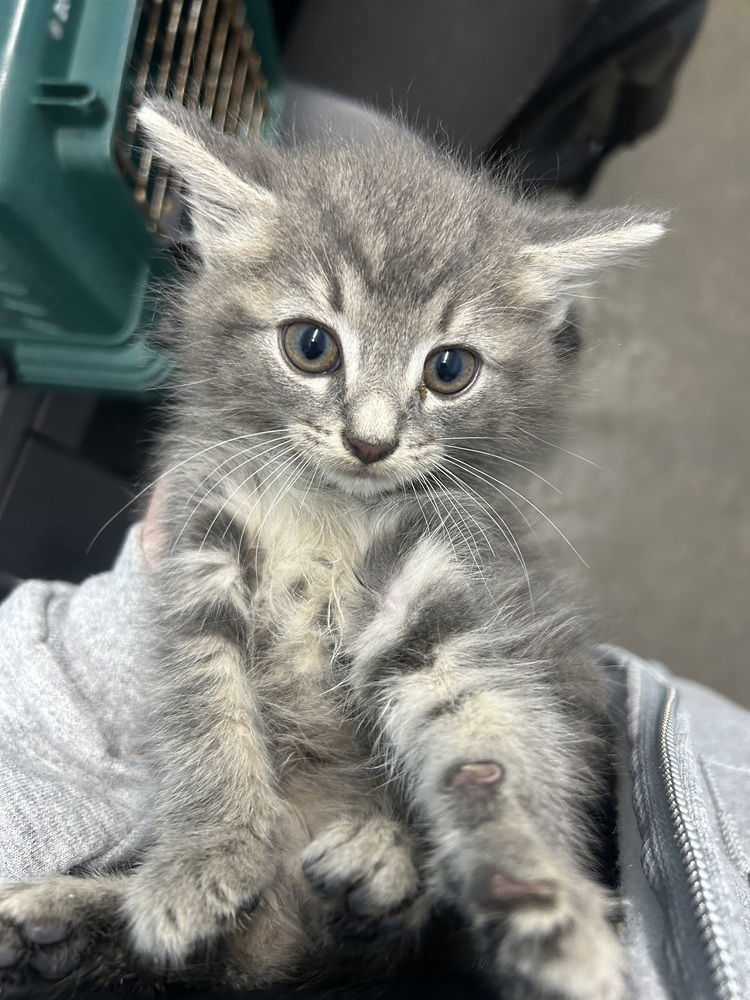 adoptable Cat in Evansville, IN named Phil