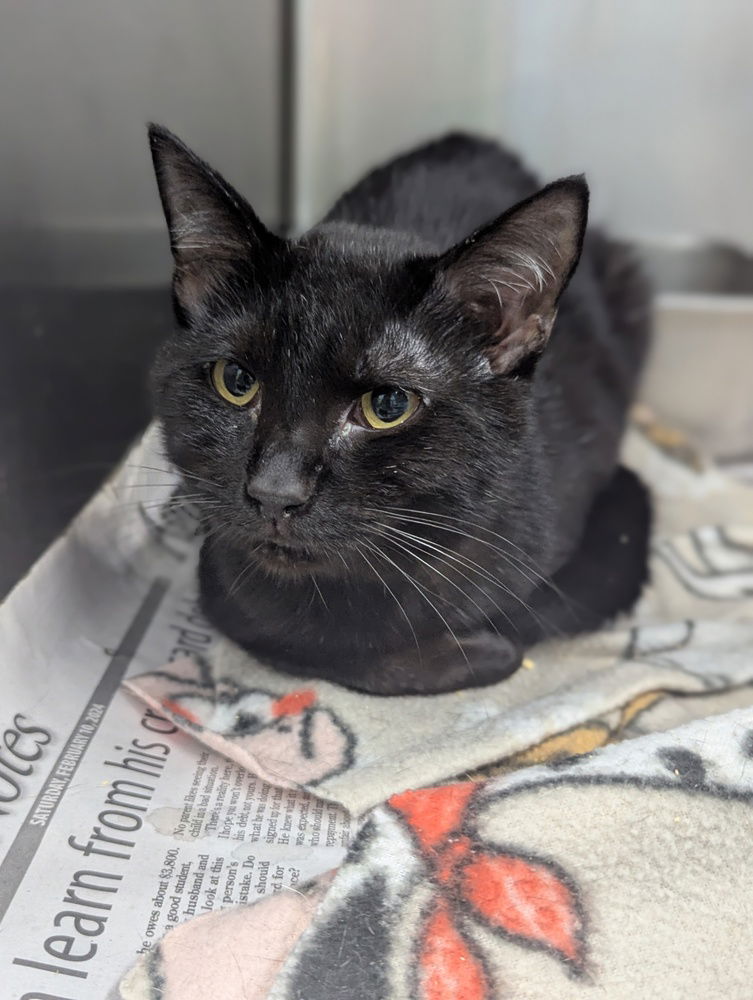 adoptable Cat in Evansville, IN named Spade