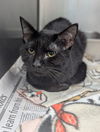 adoptable Cat in evansville, IN named Spade