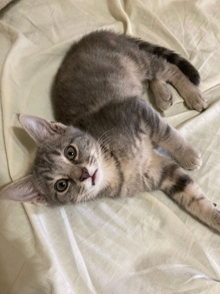 adoptable Cat in Evansville, IN named Spyke