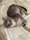 adoptable Cat in evansville, IN named Spyke