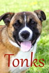 adoptable Dog in evansville, IN named Tonks