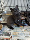 adoptable Cat in , IN named Mustard