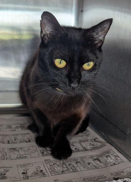 adoptable Cat in Evansville, IN named Yellow