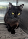 adoptable Cat in evansville, IN named Yellow