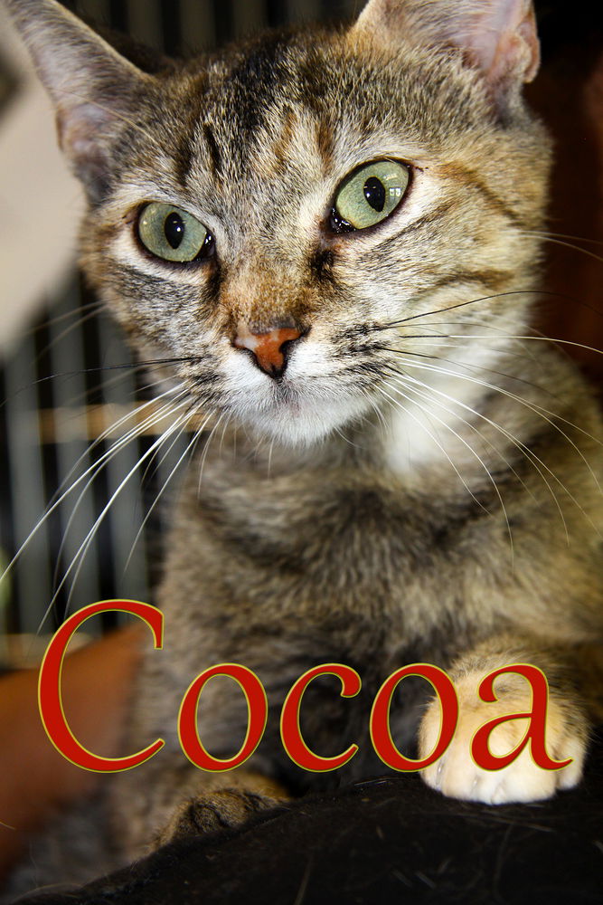 adoptable Cat in Evansville, IN named Cocoa