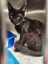 adoptable Cat in , IN named Fresno