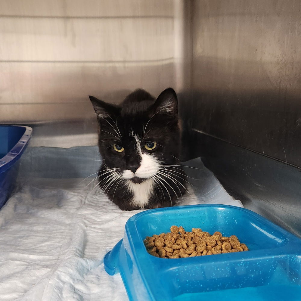 adoptable Cat in Evansville, IN named Waco