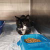 adoptable Cat in evansville, IN named Waco