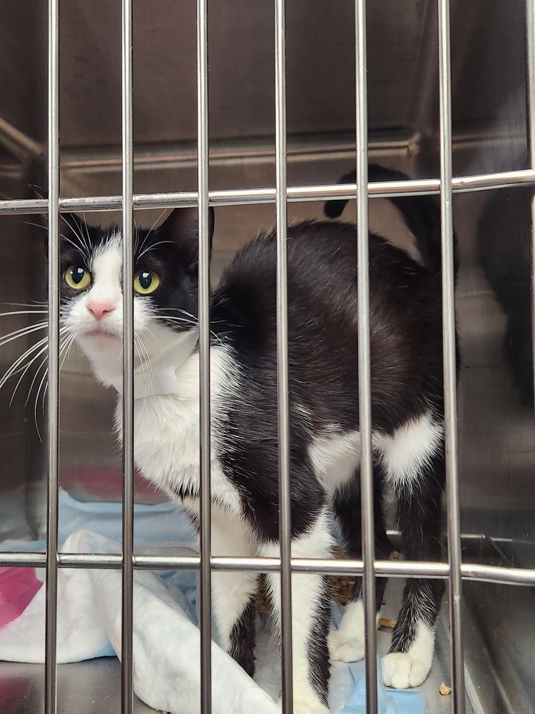 adoptable Cat in Evansville, IN named Emory