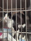 adoptable Cat in evansville, IN named Emory