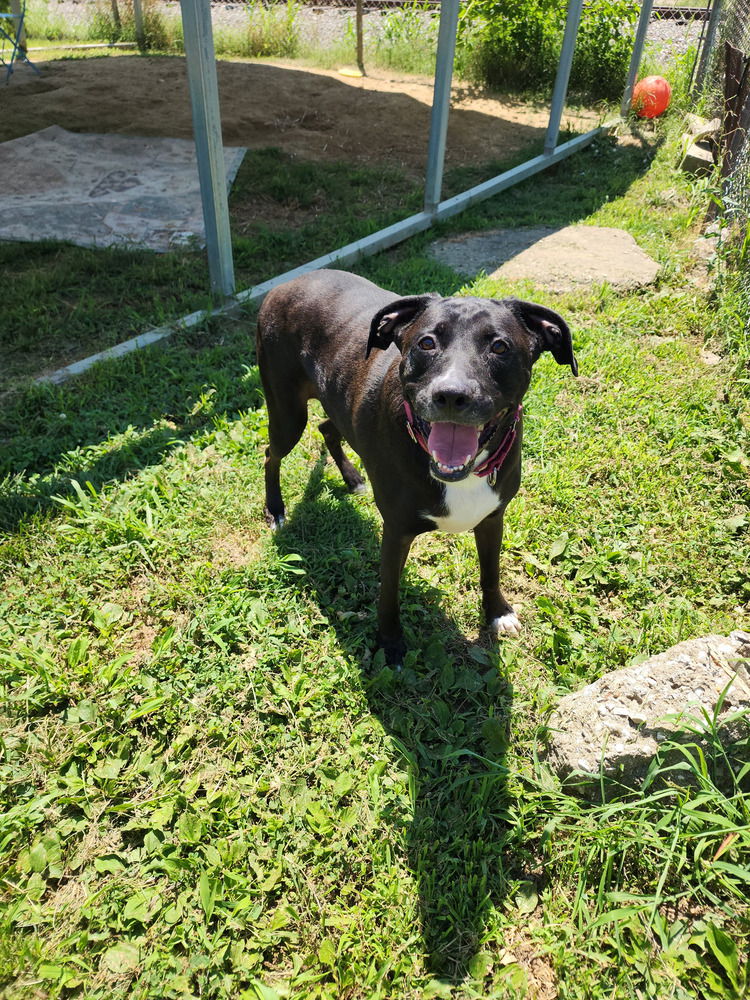 adoptable Dog in Evansville, IN named Tuukka