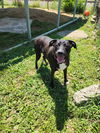 adoptable Dog in evansville, IN named Tuukka