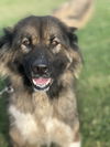 adoptable Dog in evansville, IN named Zuri