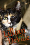 adoptable Cat in , IN named Lillian DeVille