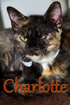 adoptable Cat in evansville, IN named Charlotte Pickles