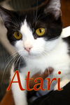 adoptable Cat in evansville, IN named Atari
