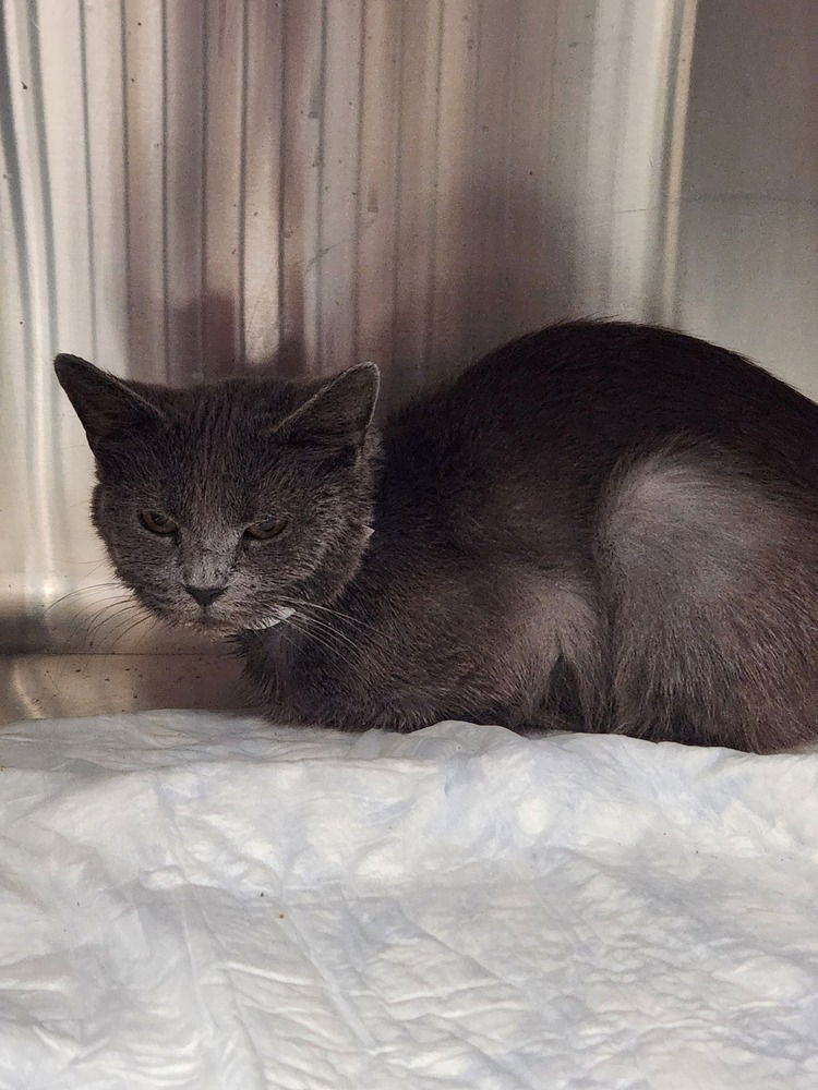 adoptable Cat in Evansville, IN named Blum