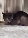 adoptable Cat in evansville, IN named Blum