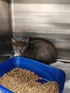 adoptable Cat in Evansville, IN named Gustine